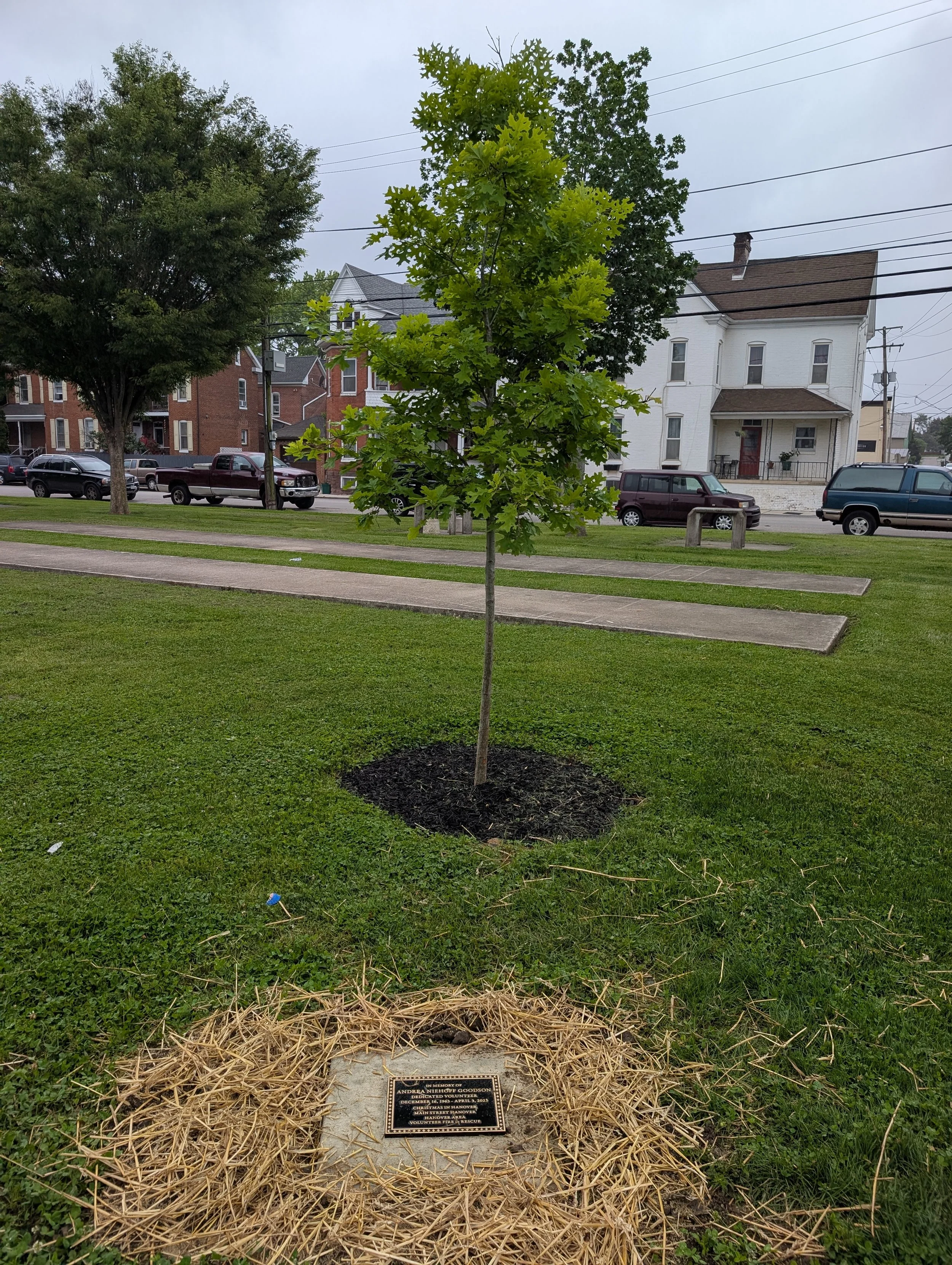 A memorial plaque dedicated to Andrea Niehoff Goodson, surrounded by straw, with a young tree in the background and houses on a street.