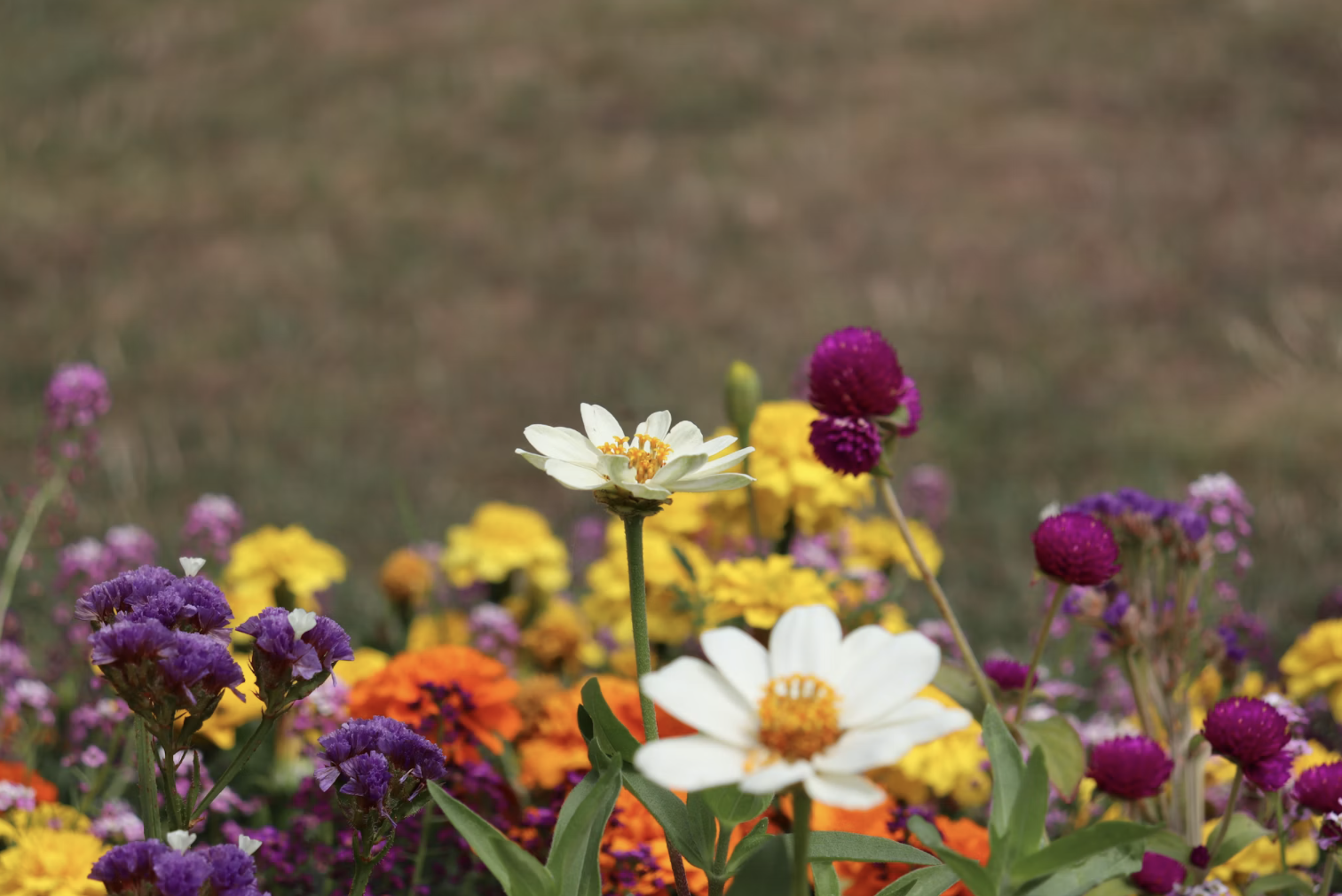 Flowers to Honor your Pet
