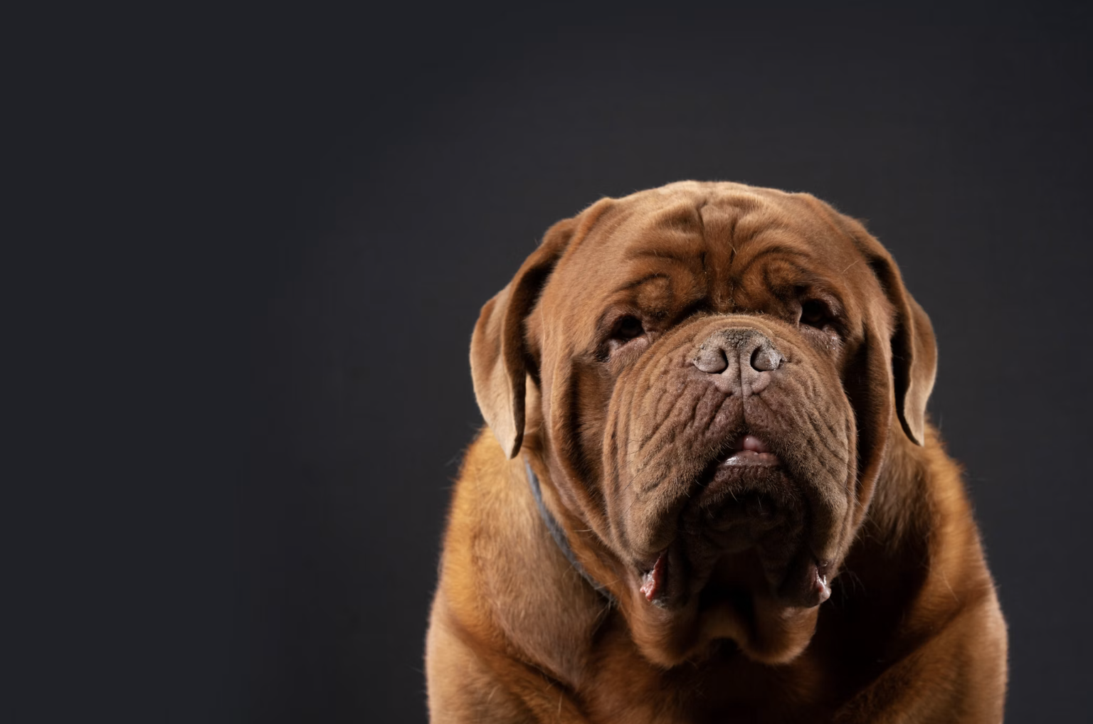 Add-on for pet 200+ pounds