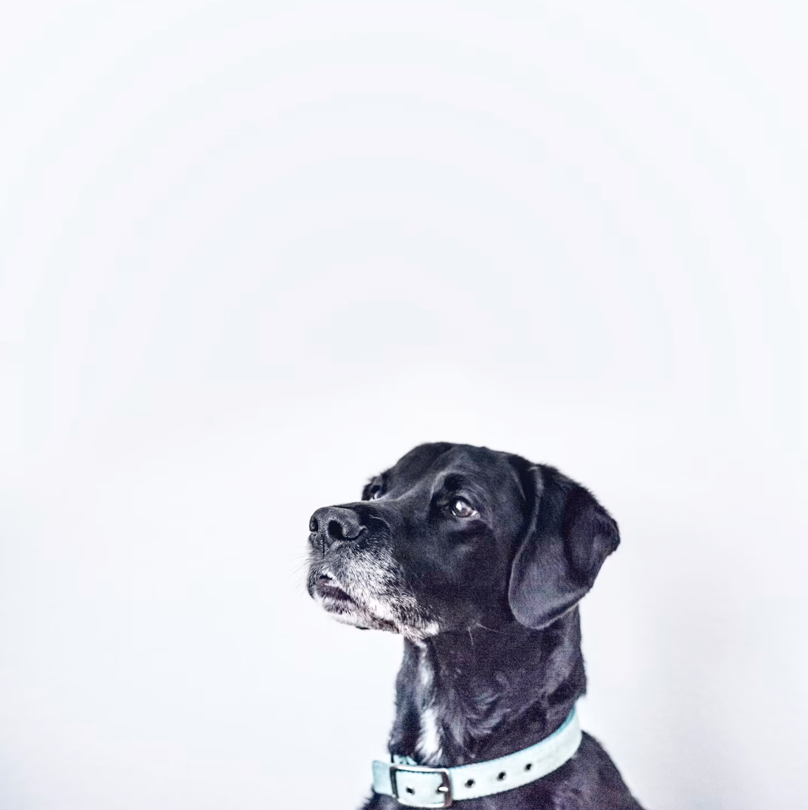 Add-on for pet 26-75 pounds