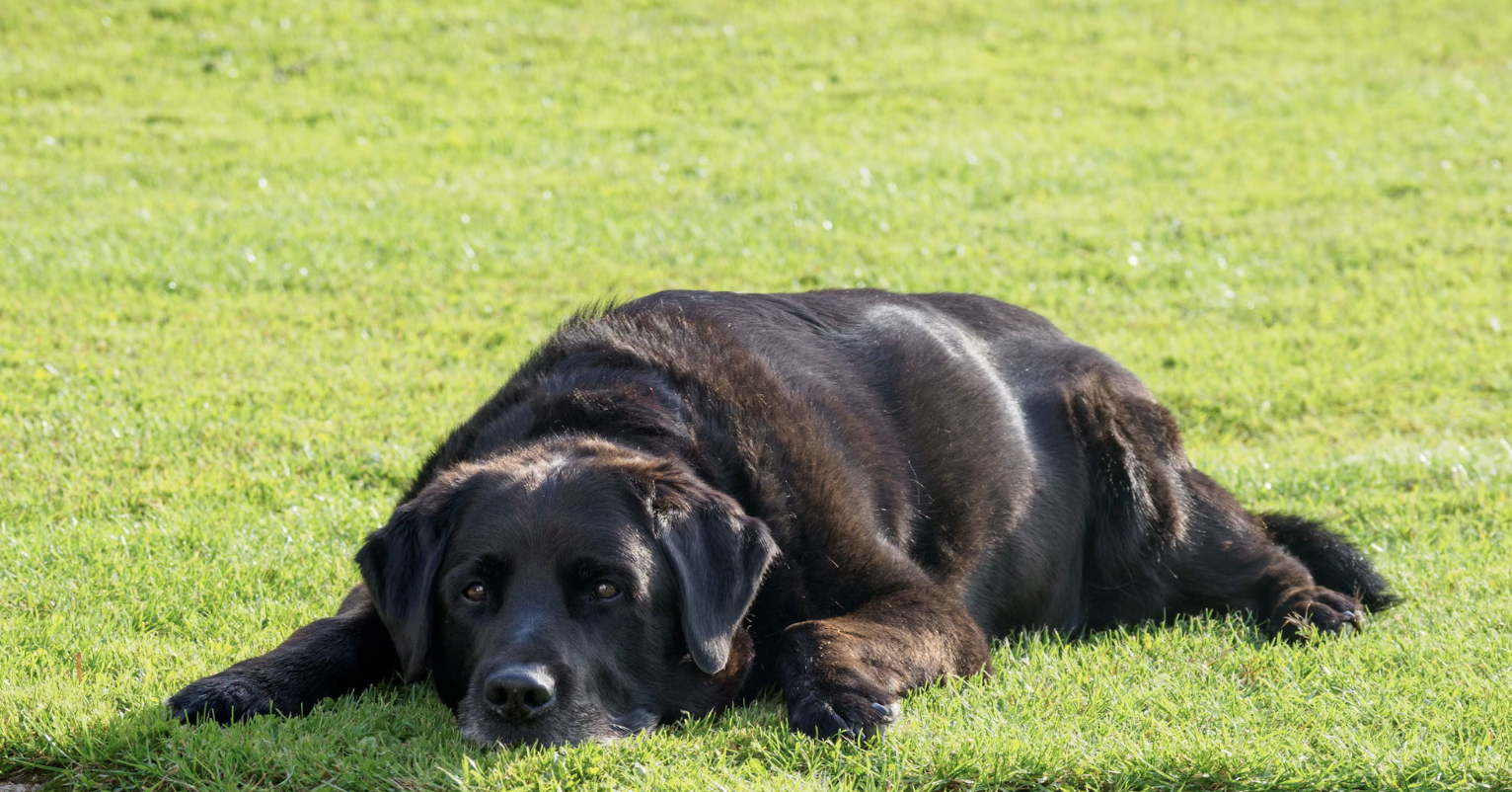 Add-on for pet 126-200 pounds