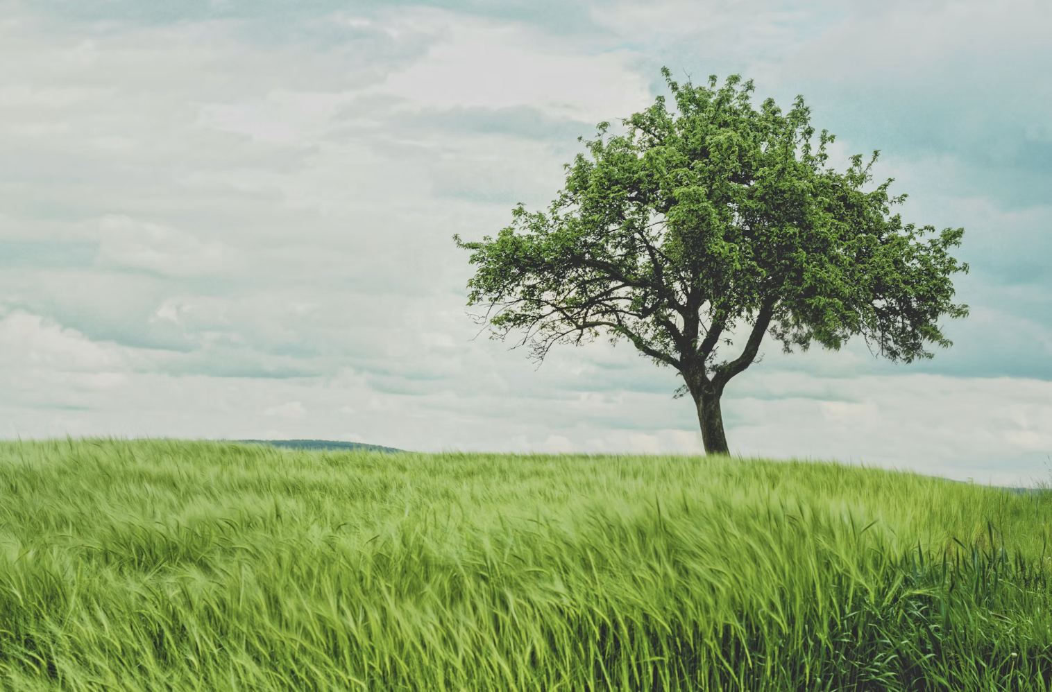 A Tree to Honor Your Pet