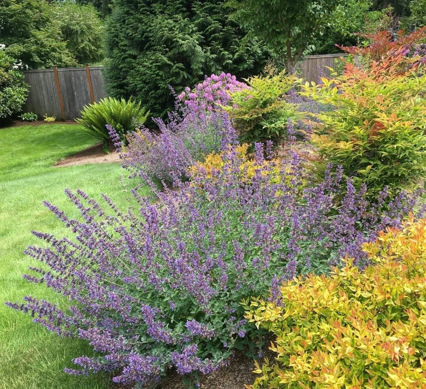 Colorful garden with purple, yellow, pink, and green leafy plants, a wooden fence, and a well-maintained grassy lawn.
