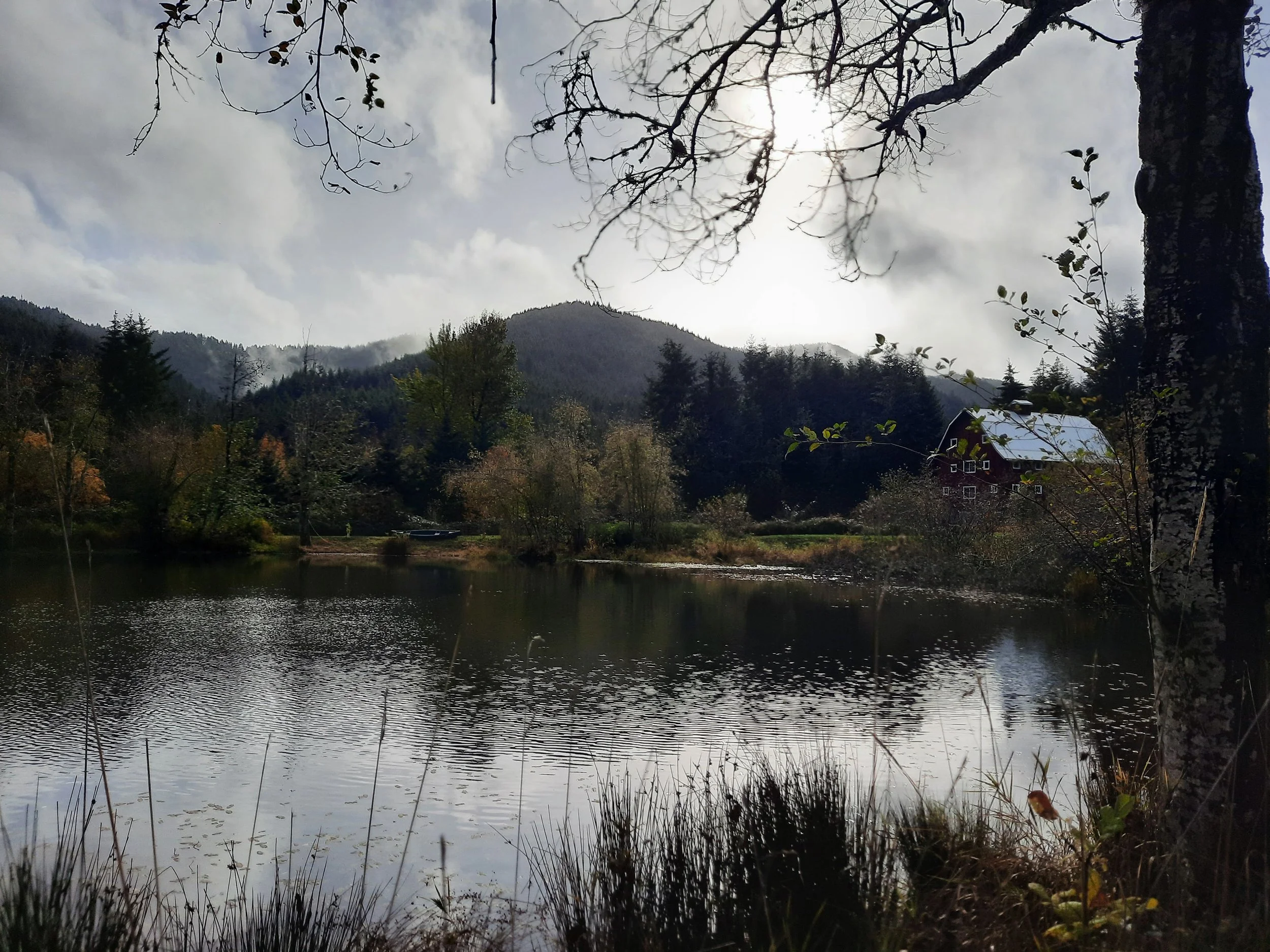 20241027_Winter rain on the pond.jpg