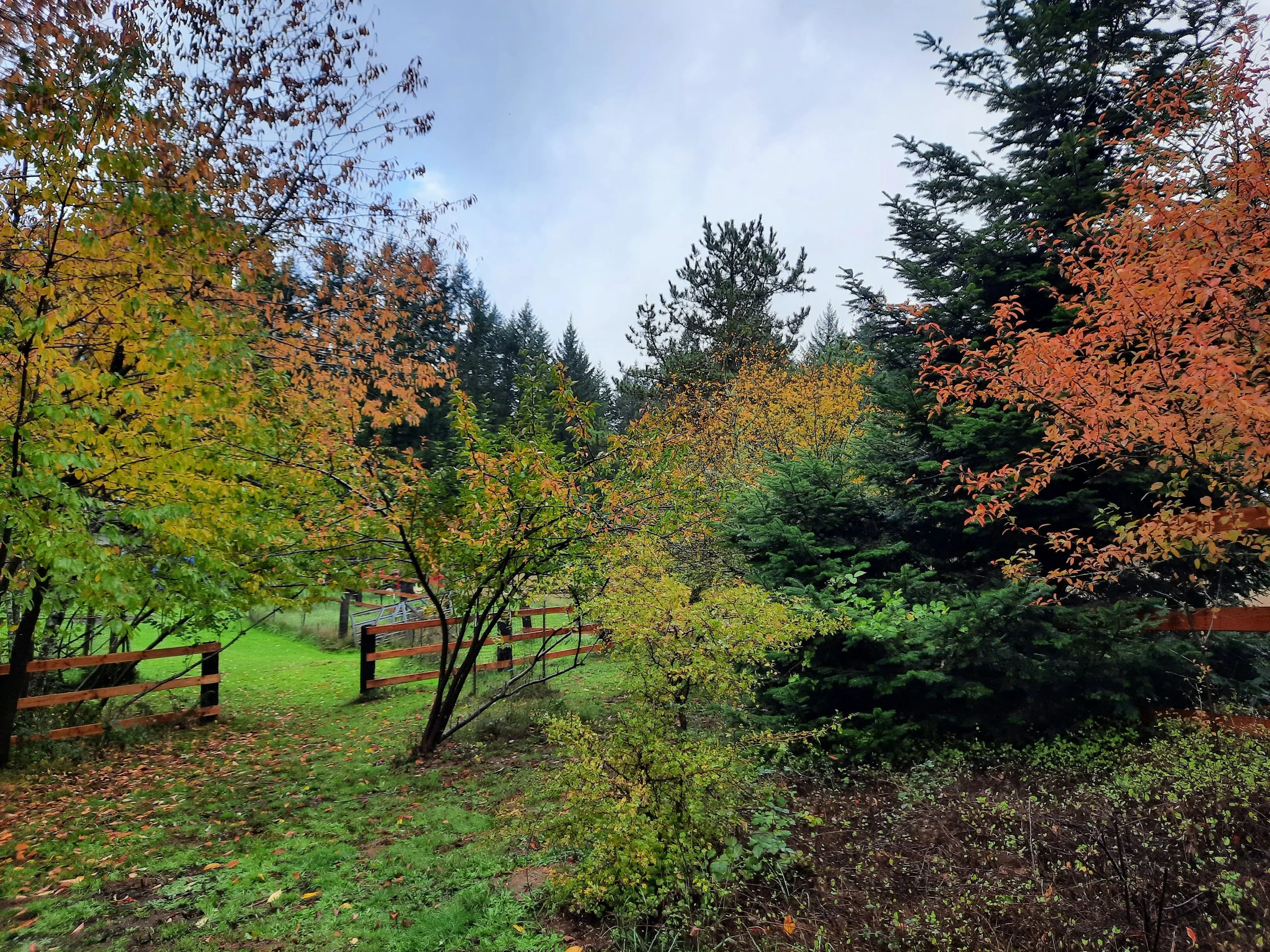 20231104_Chalet Path in Fall.jpg