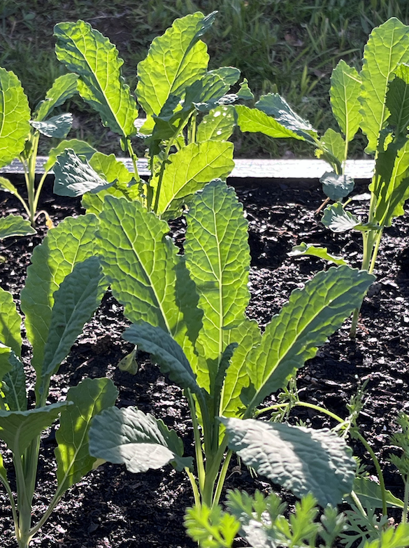 Kale growing in a garden box