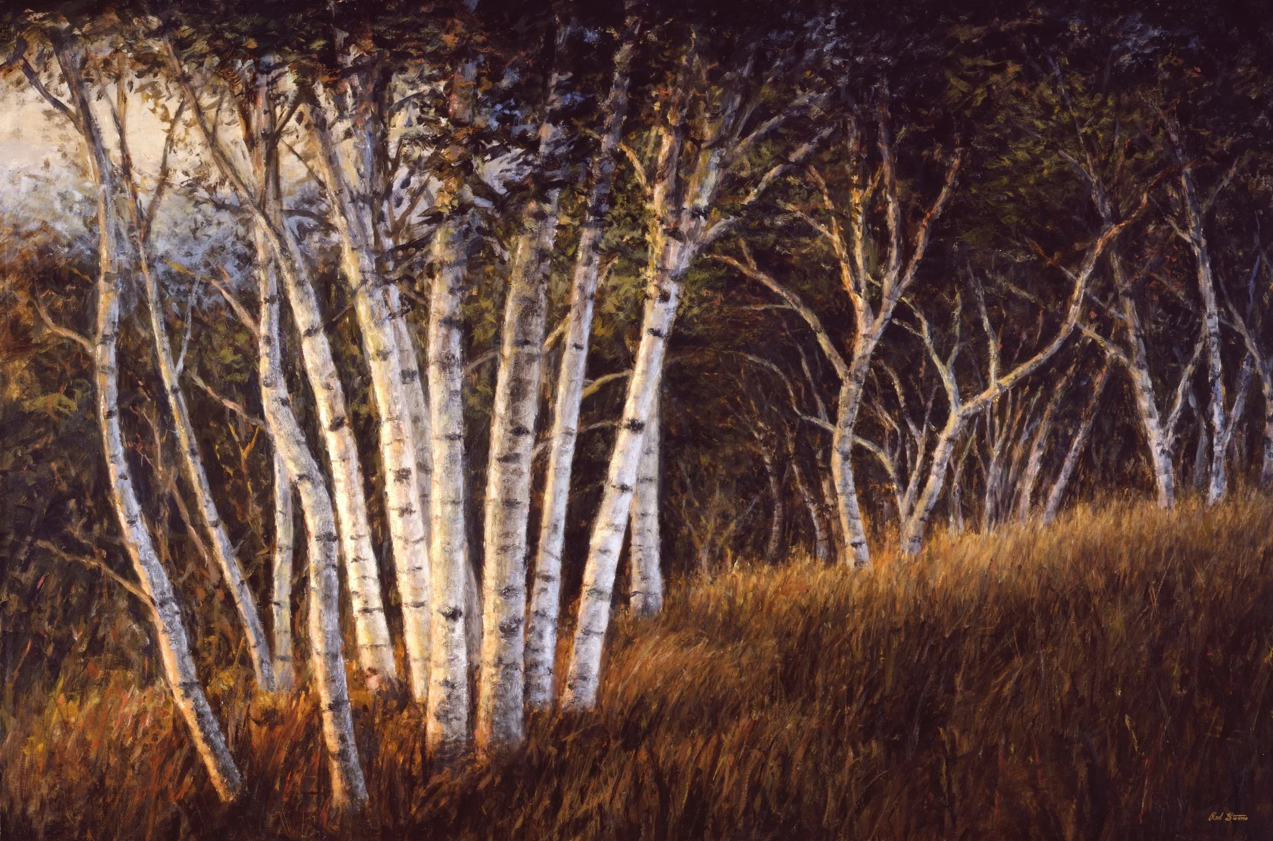 A painting of a grove of birch trees swaying in the wind on a hillside in Wisconsin at sunset. 