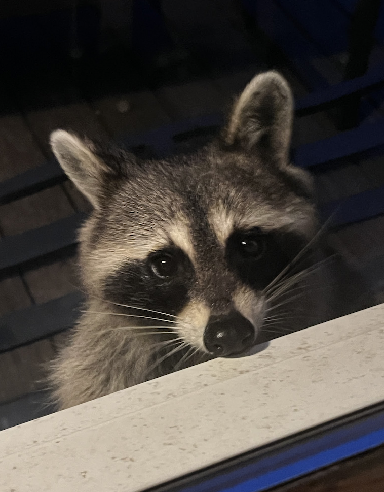 Close up of a raccoon face on the deck at night