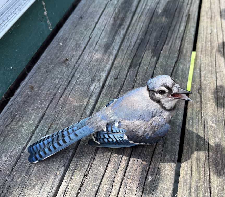 Blue Jay with it's beak open on a wooden deck