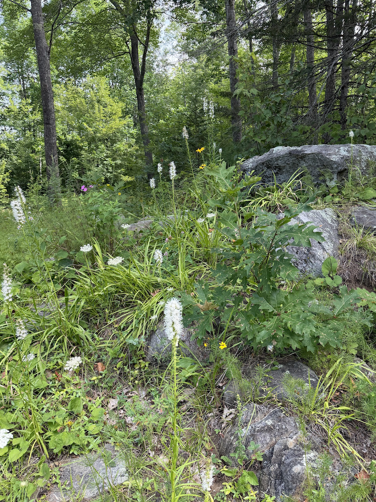nature-inspired-soulful-living.png