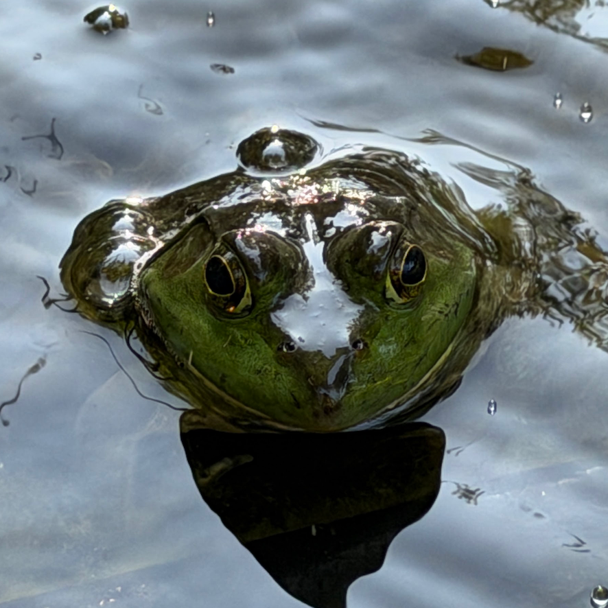 Close up photo of a large green frog in a pond