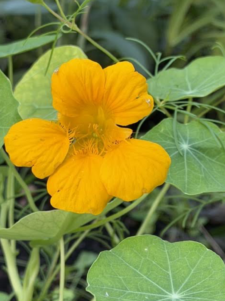 Orange Nasturtium flower growing in a garden