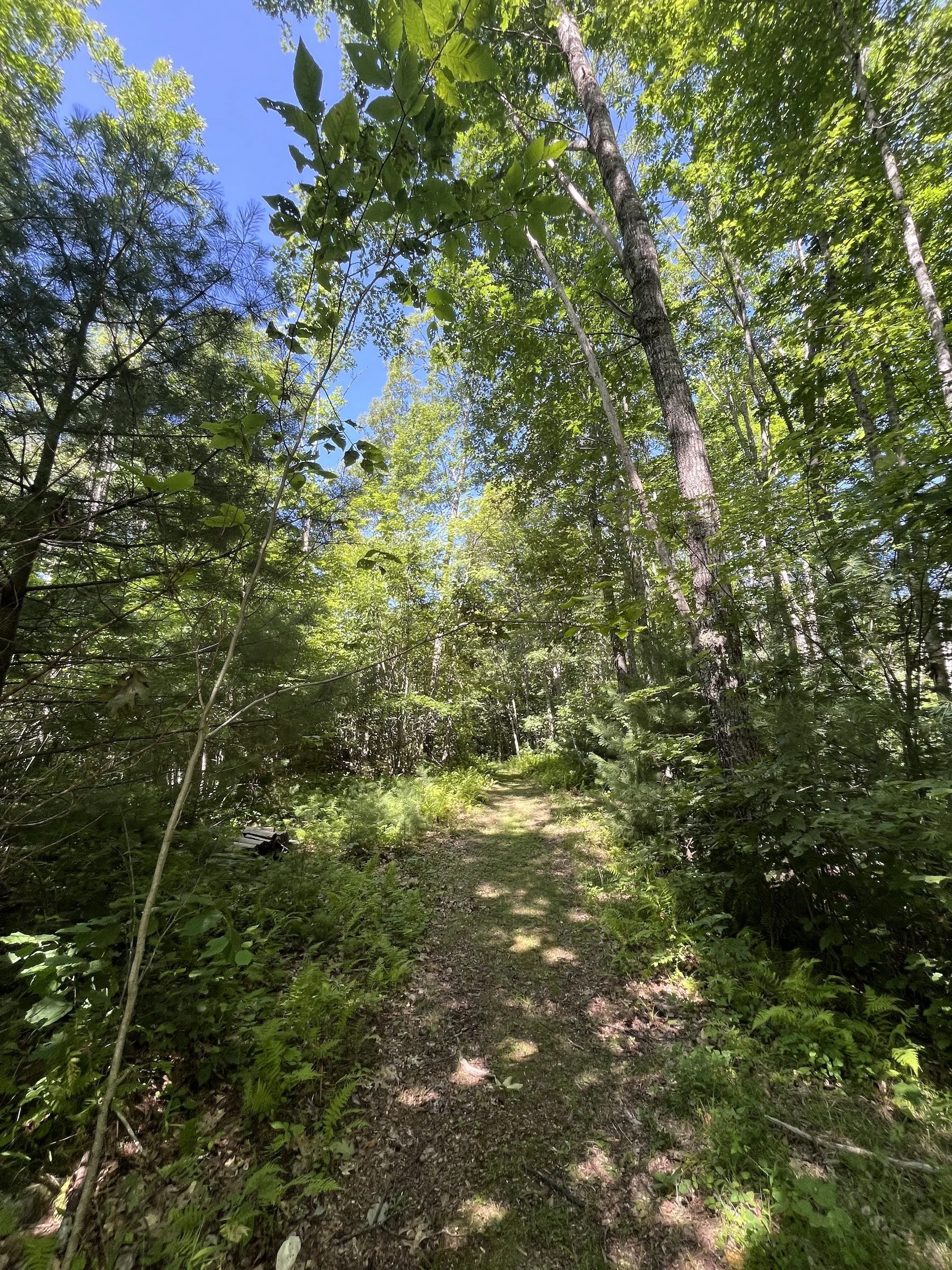 charmaine-walk-and-talk-nature-coaching.jpg