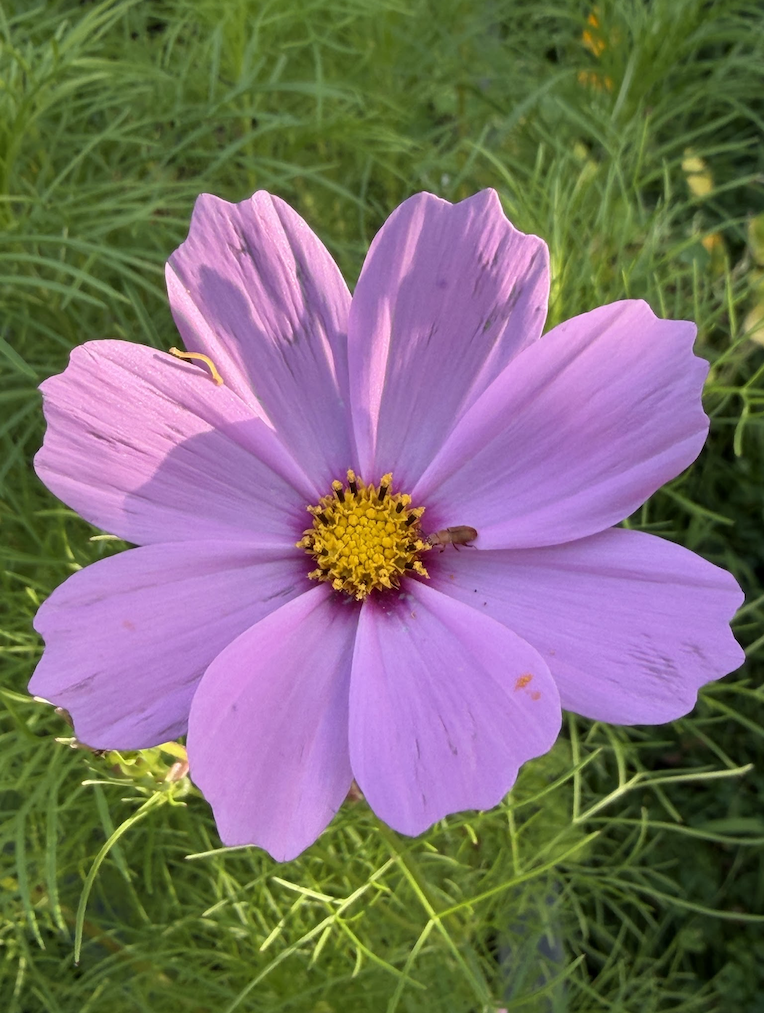 Purple Cosmo flower with a little brown bug on it growing in a garden