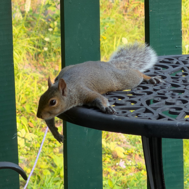 Grey squirrel hanging off the edge of an iron table outside on a deck