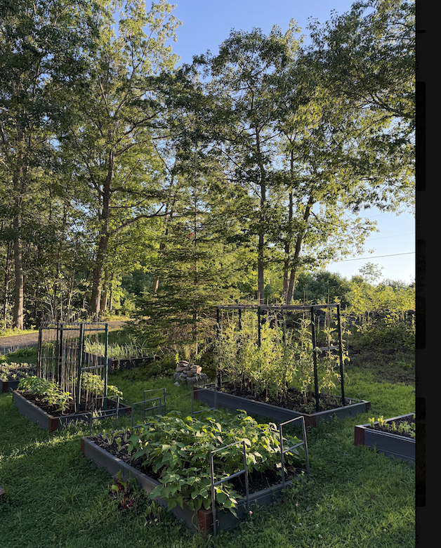 Vegetable garden planted in raised beds with forest behind