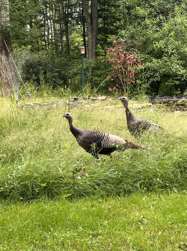 turkeys-in-the-garden.png