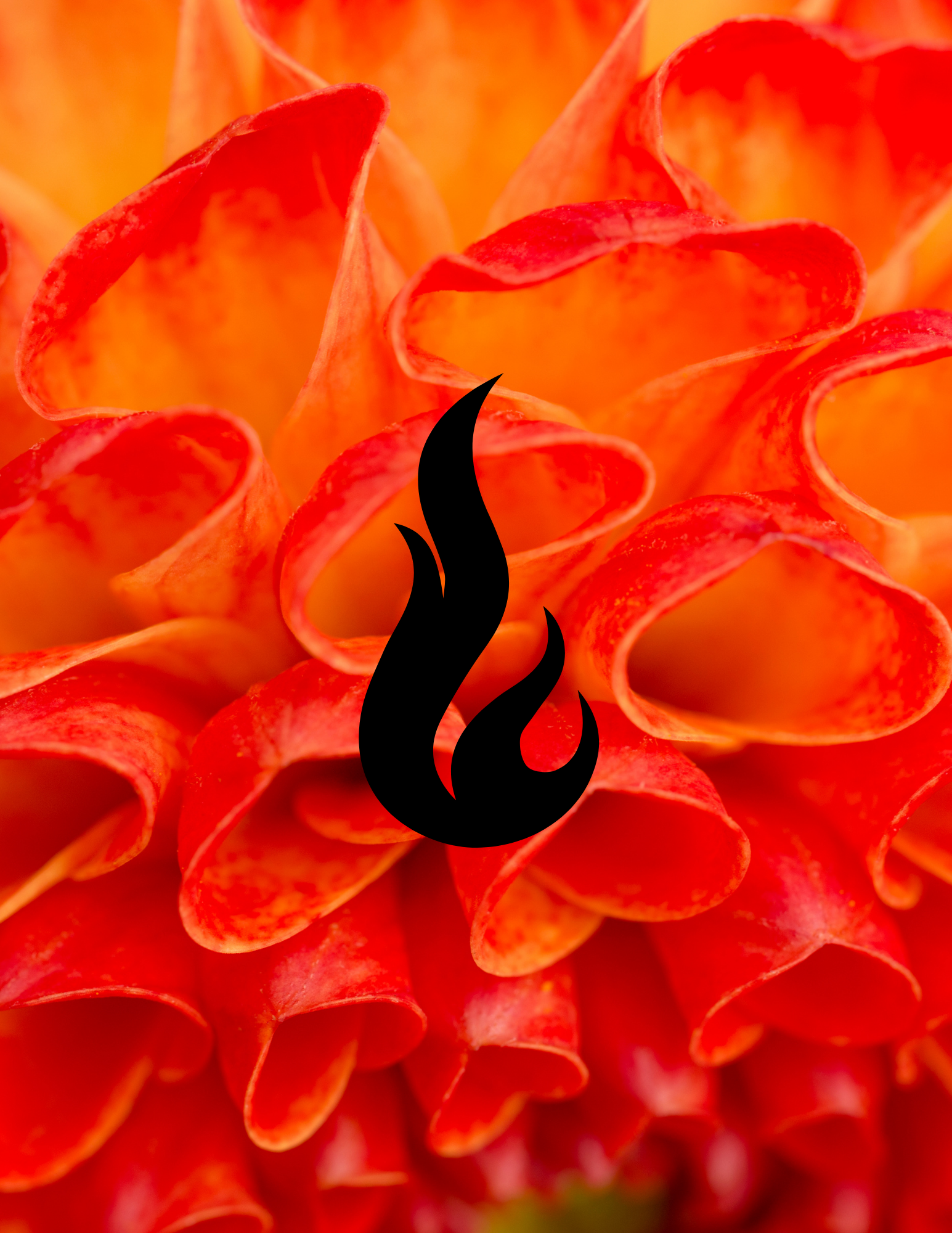 Close-up photograph of an orange flower with tightly curled petals and a black flame icon in the center.