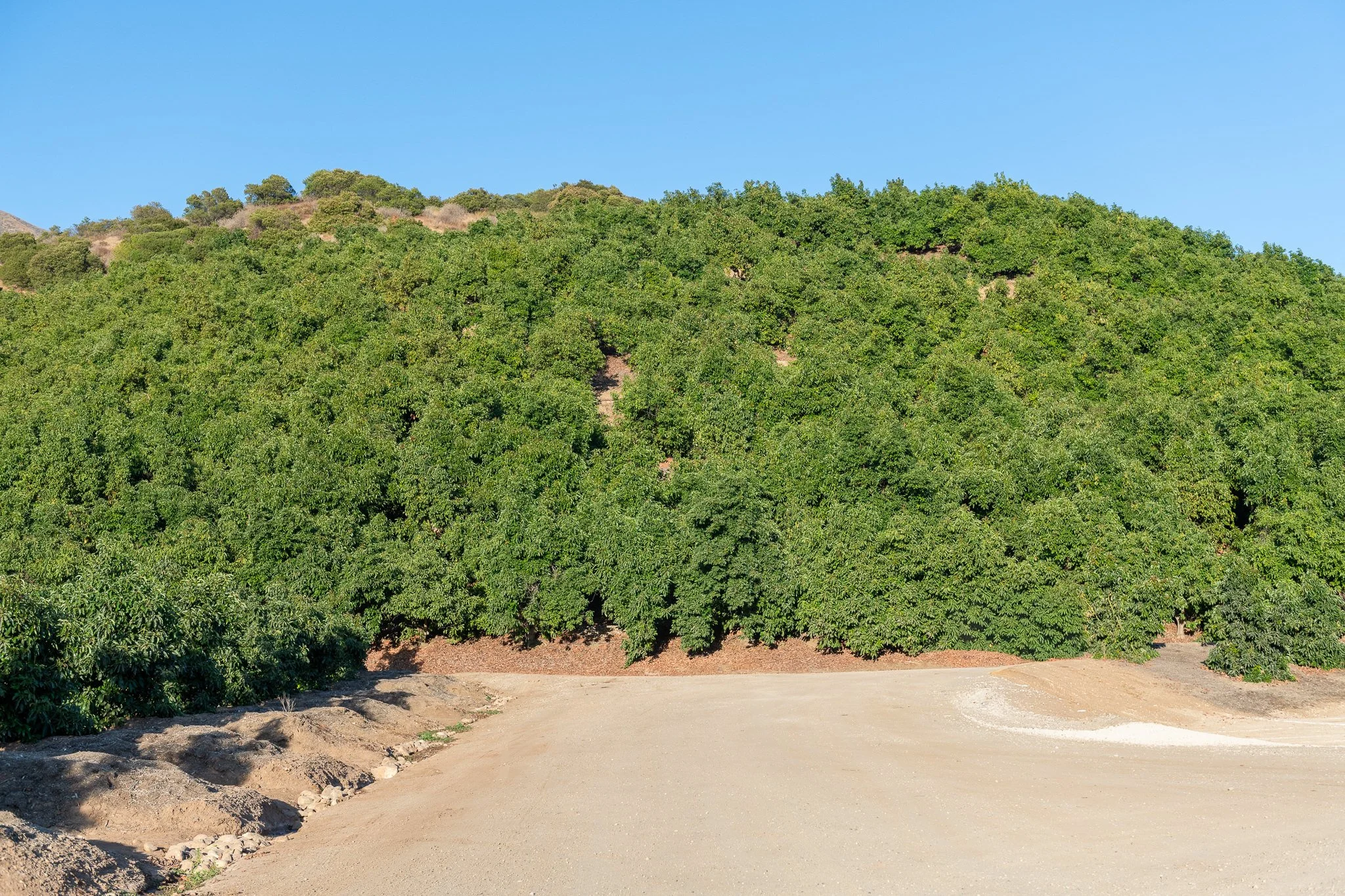 A dirt road at the base of a large green hillside with trees, under a clear blue sky.