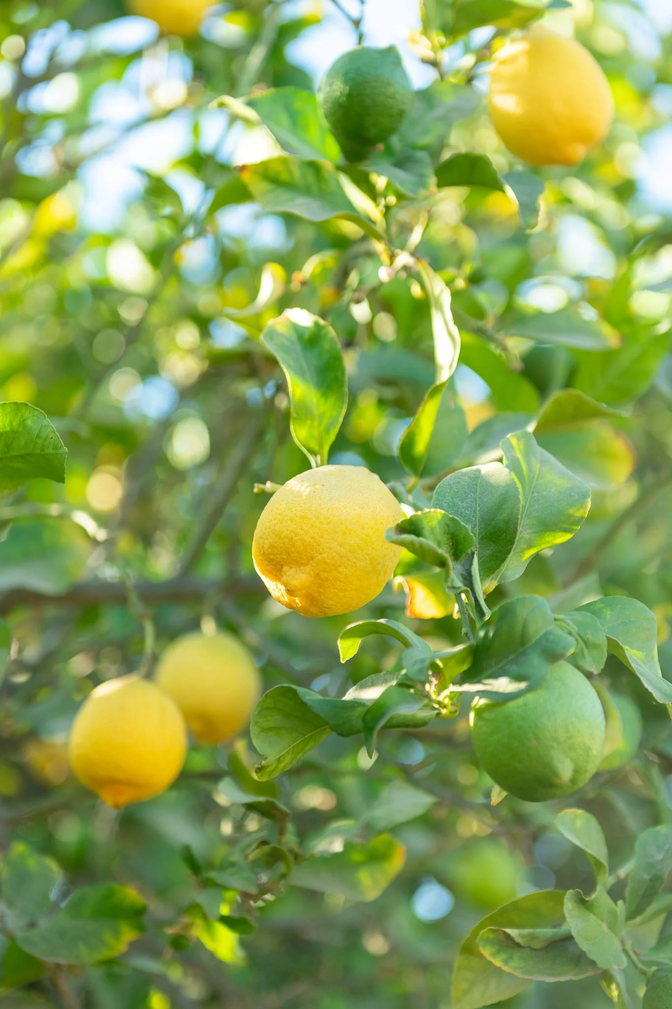 Lemon tree with ripe and unripe yellow and green lemons on the branches surrounded by green leaves