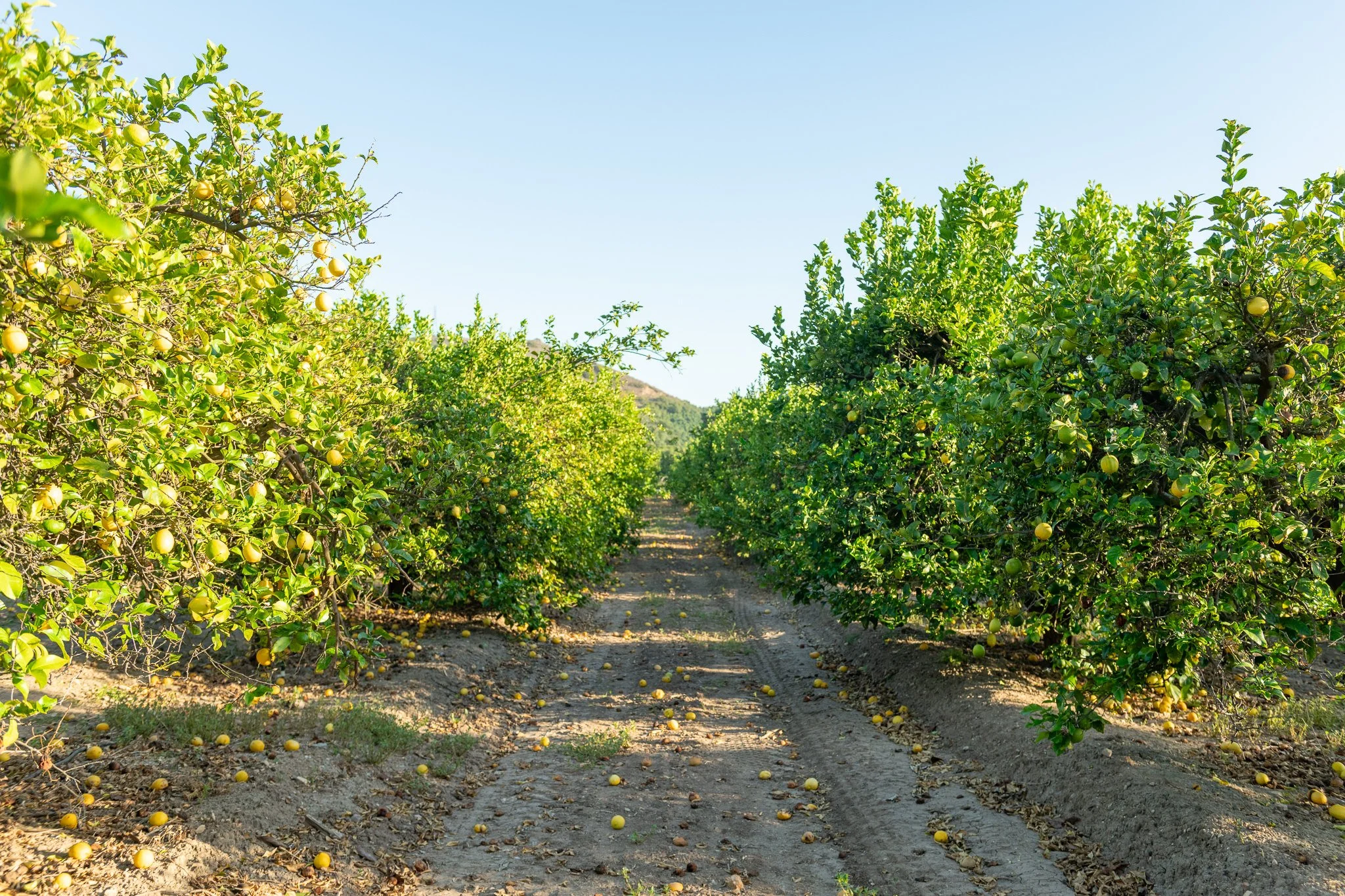 Lemon orchard with rows of lemon trees, some fallen lemons on the ground, and a dirt pathway between the trees.