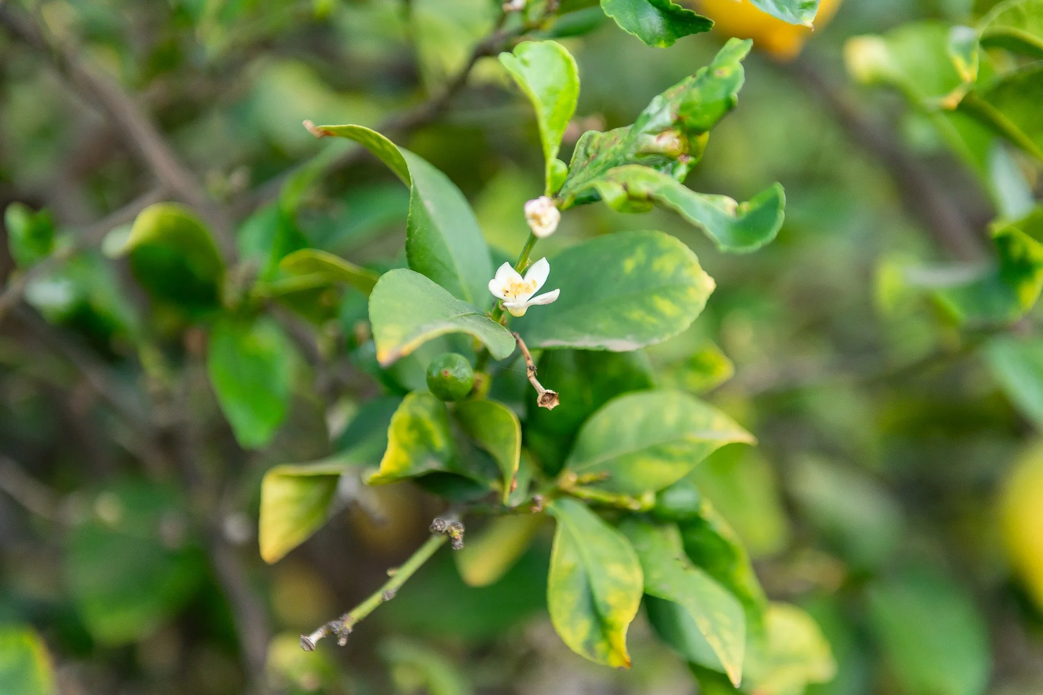 Close-up of green leaves and small white flowers on a bush.