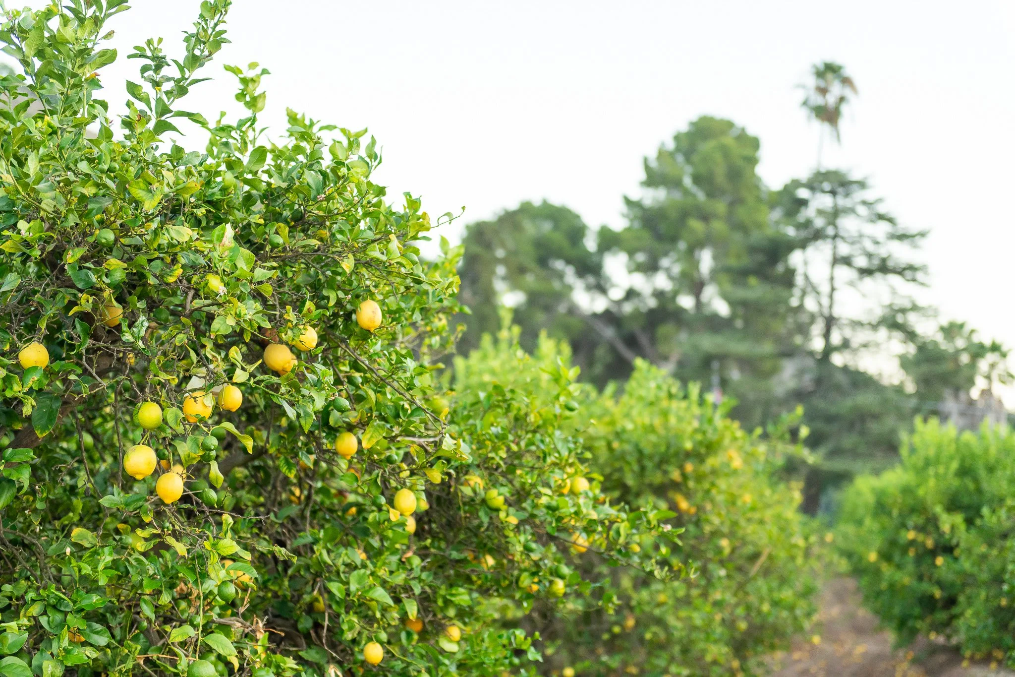 Lemon tree with ripening yellow lemons on the left side, and a row of green leafy bushes, with trees and palm trees in the background under a bright sky.