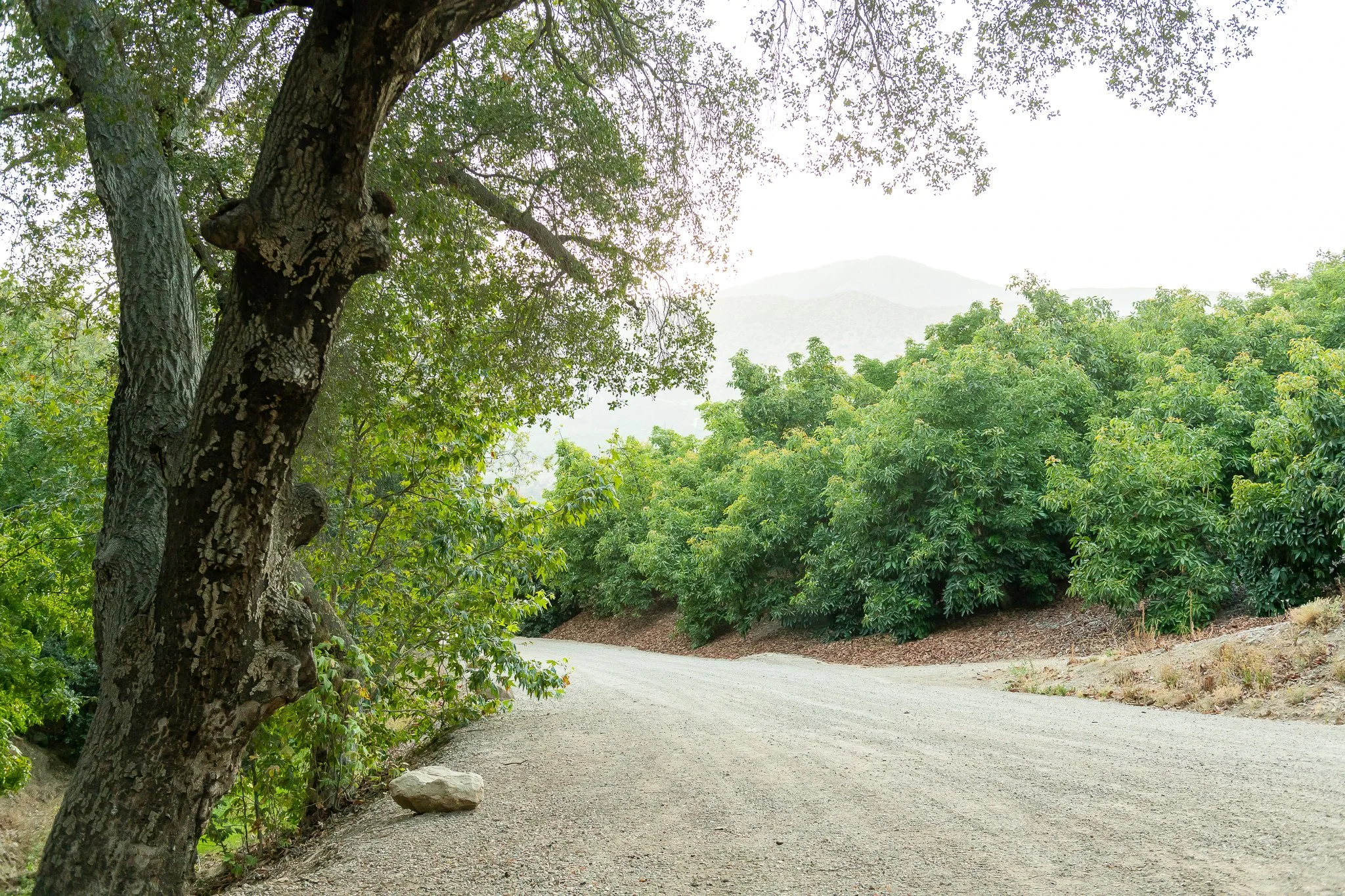 A dirt trail curves through a lush green forest with tall trees and mountain in the background.
