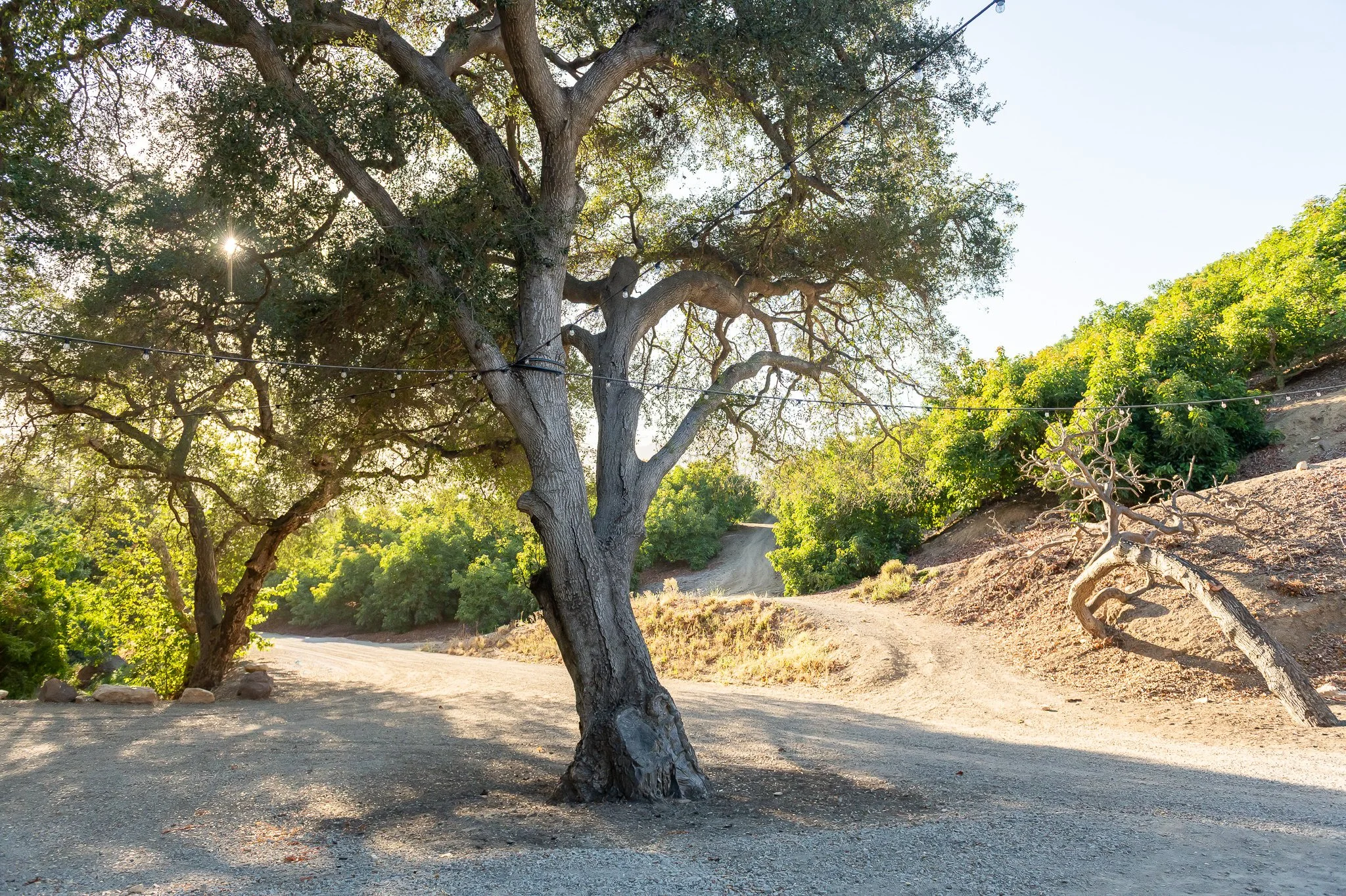 A large tree with sprawling branches and a sturdy trunk stands on a dirt path in a park or natural setting. The sun shines through the leaves, creating dappled light on the ground. A string of lights is draped across the branches.