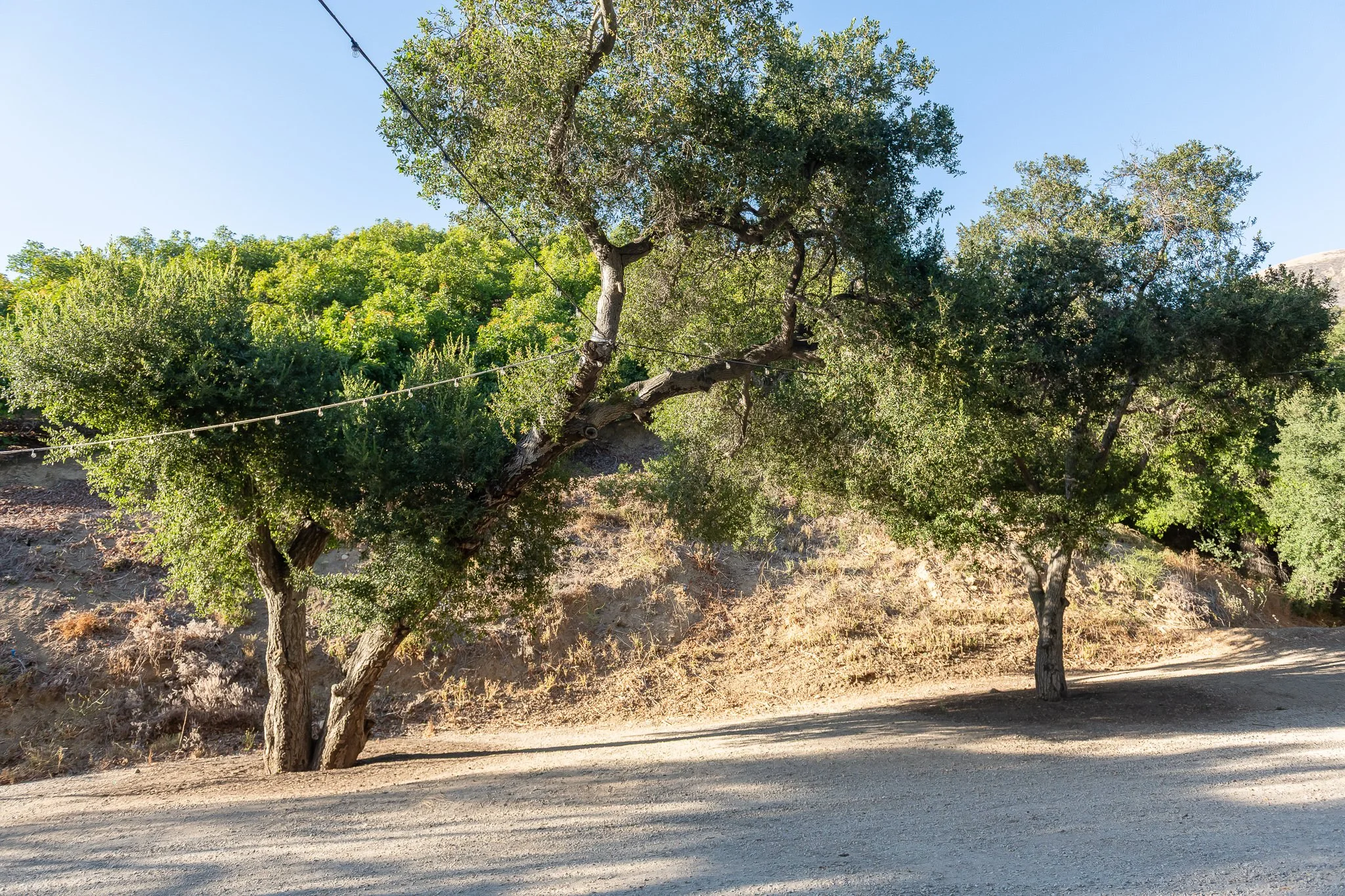 A large tree with a twisting trunk and green foliage, situated along a dirt road under a clear blue sky, with string lights hanging above.