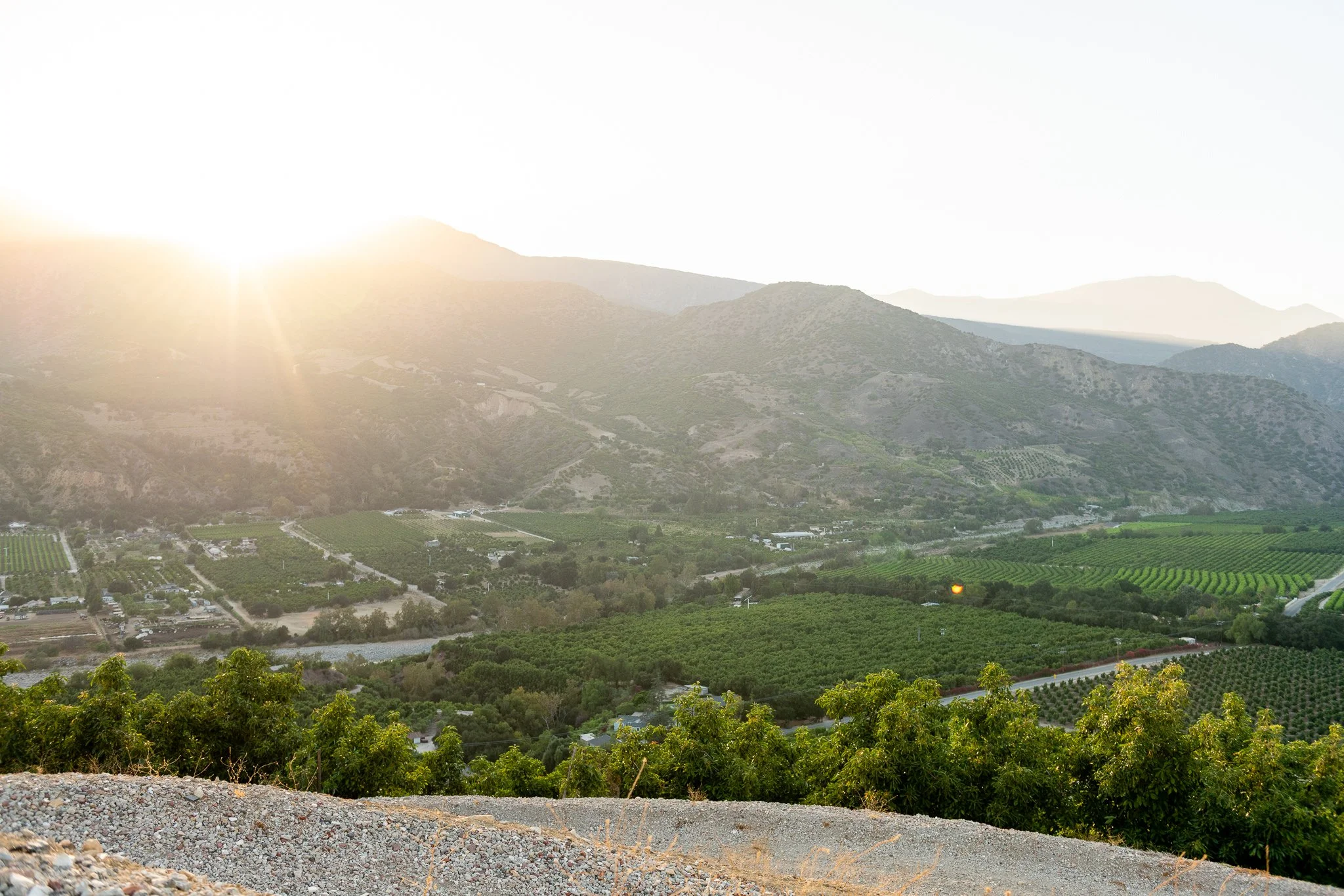 Sunset over rolling hills and vineyards in a valley with some trees and a few buildings.