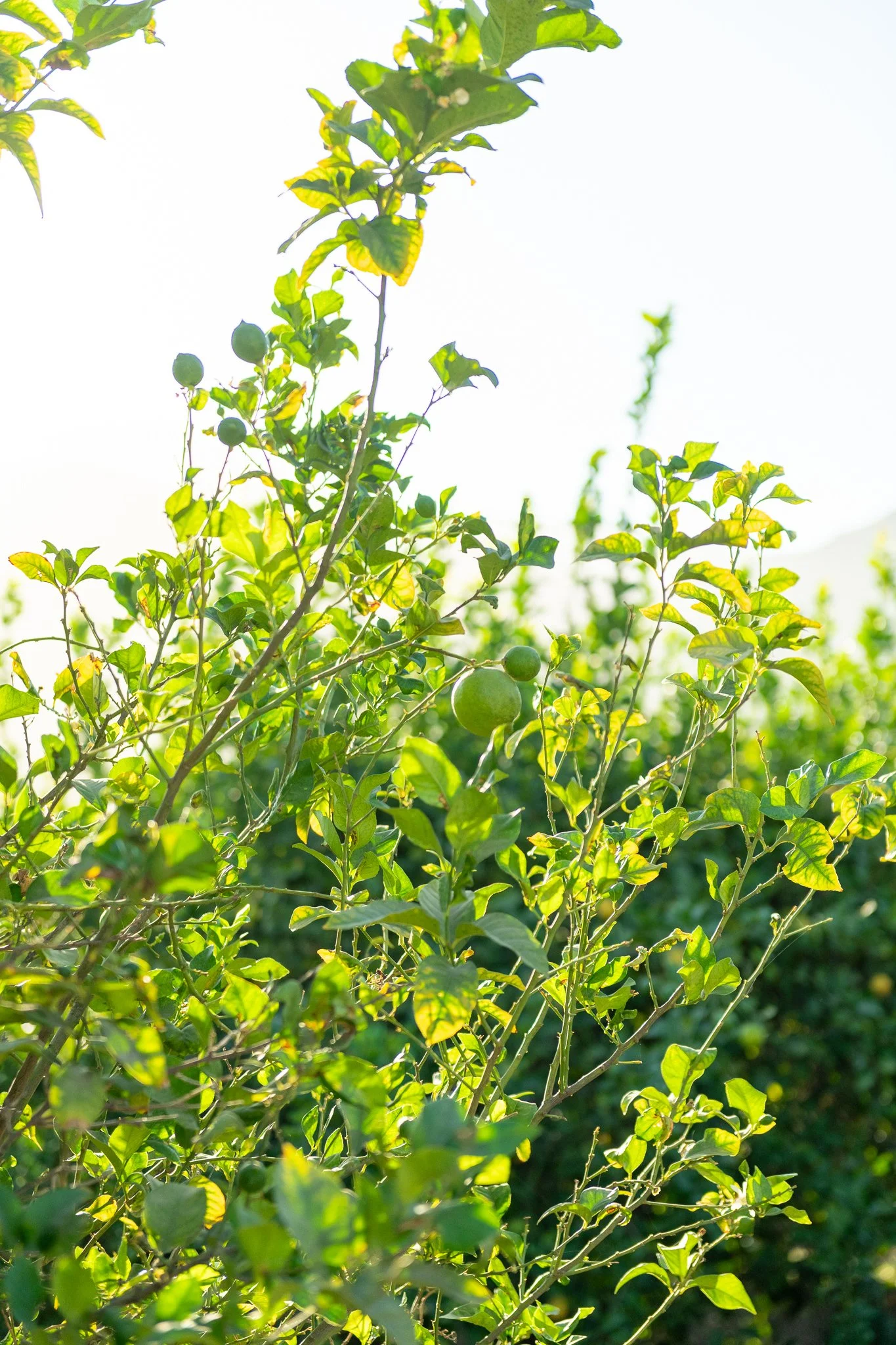 Green leafy plant with some round fruit in bright sunlight.