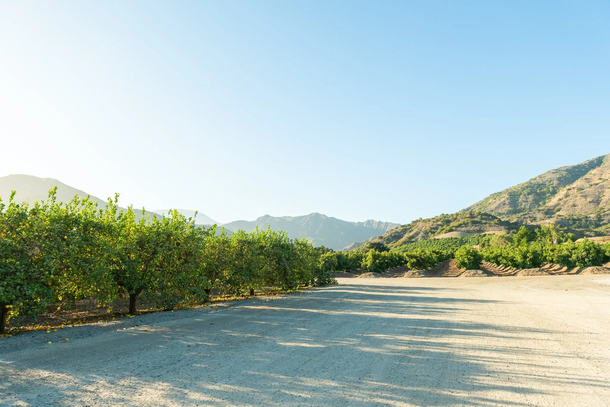 Scenic view of a dirt road in a rural area with lush green trees on either side, mountains in the distance, and a clear blue sky overhead.