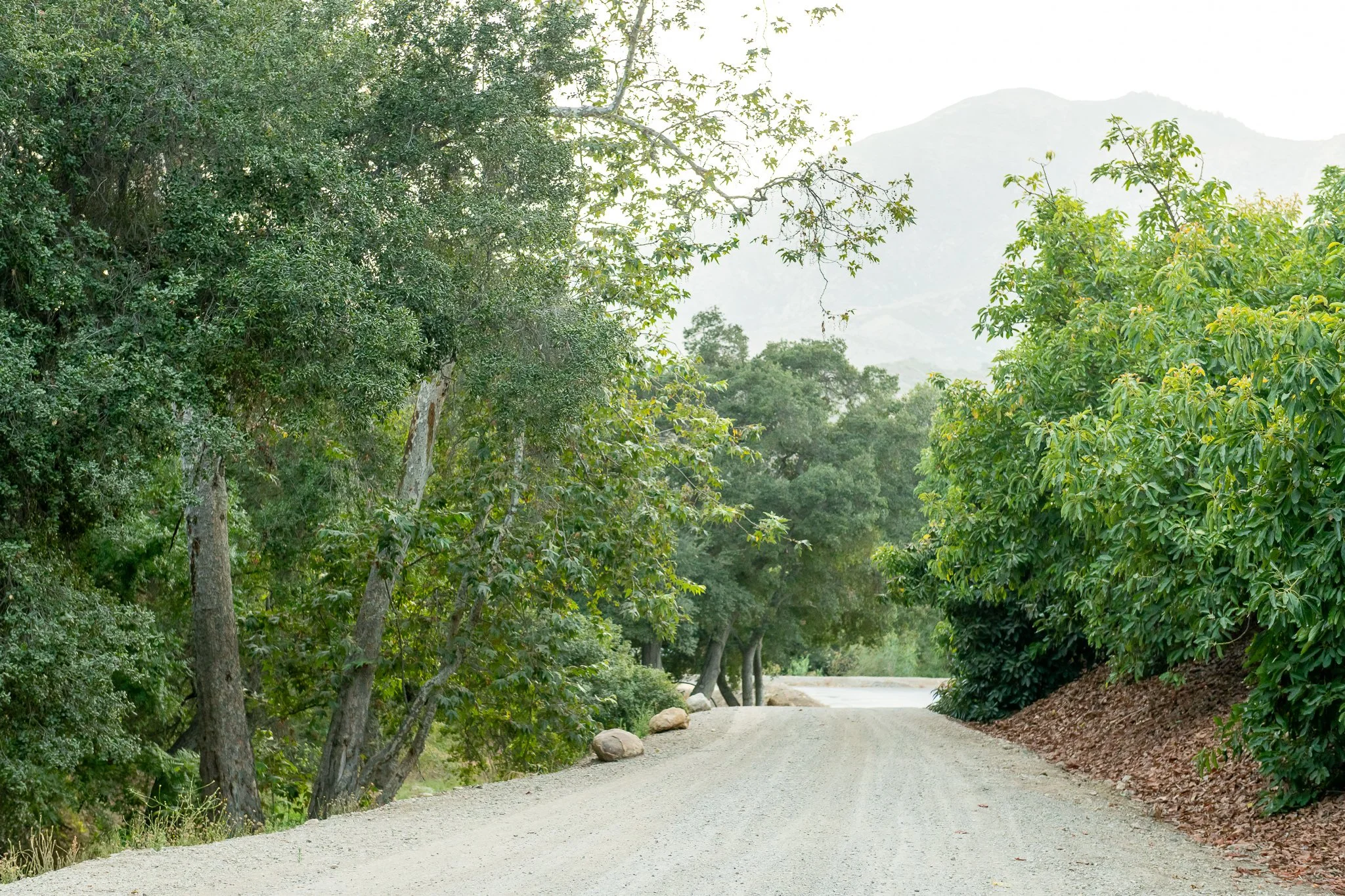 A dirt trail surrounded by green trees and bushes with a mountain in the background.