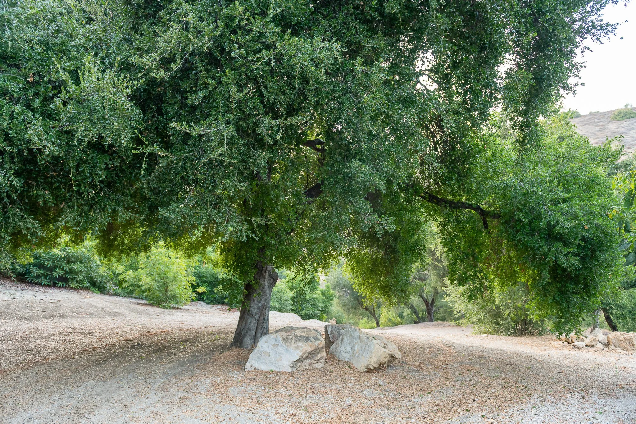 A large leafy tree with a sturdy trunk and rocks at its base in a park, with a dirt path and other trees in the background.