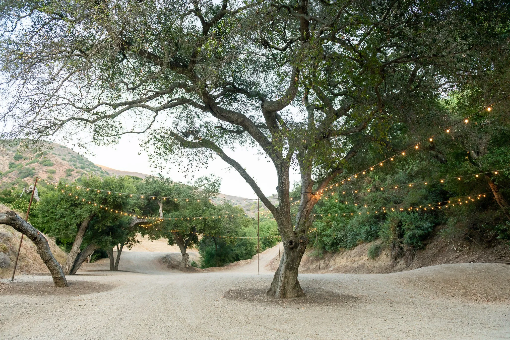 A large tree with string lights hanging between the branches in a dirt outdoor area with a hill in the background.