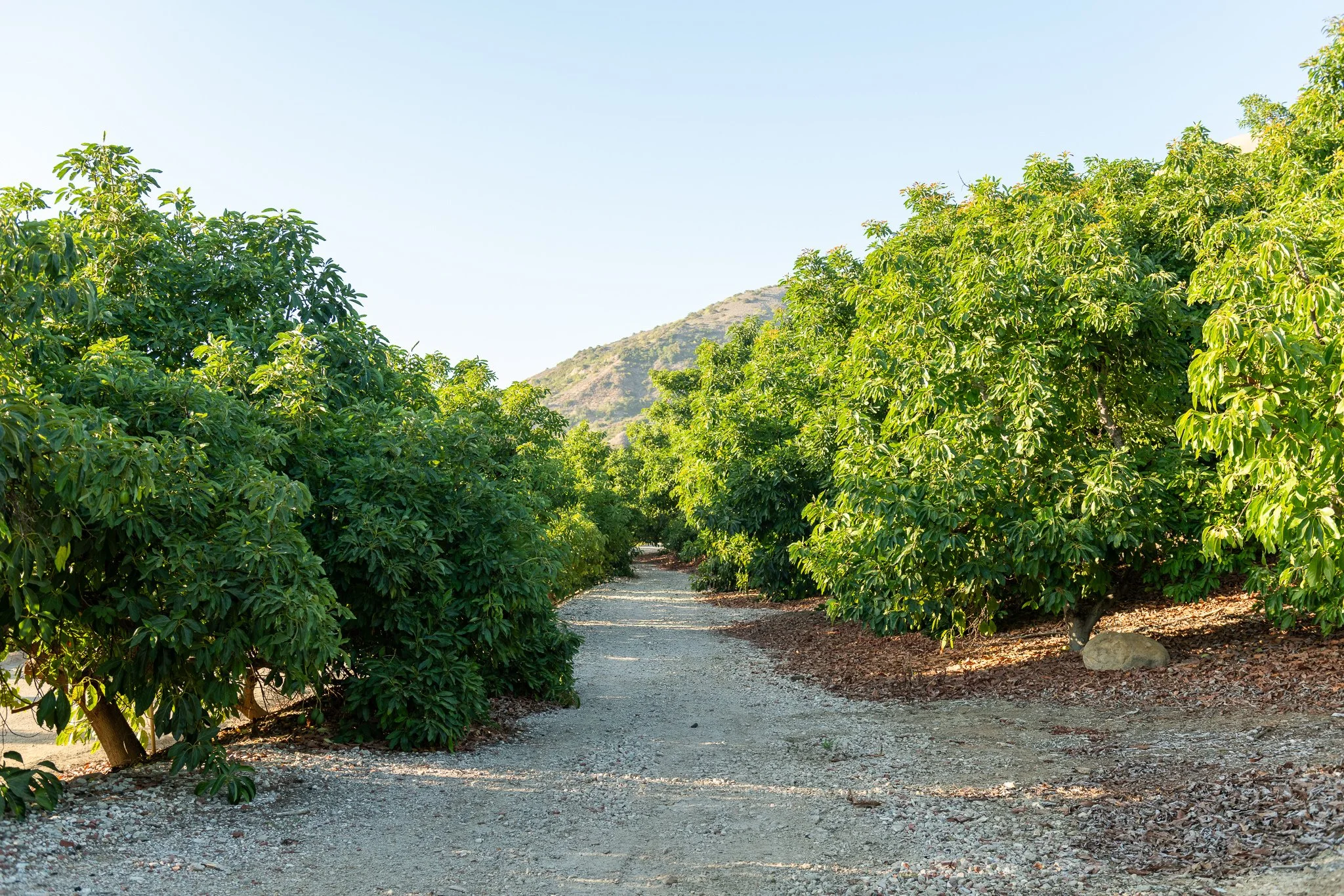 A dirt path runs through a lush green orchard with trees on either side, and a hill visible in the background under a clear blue sky.
