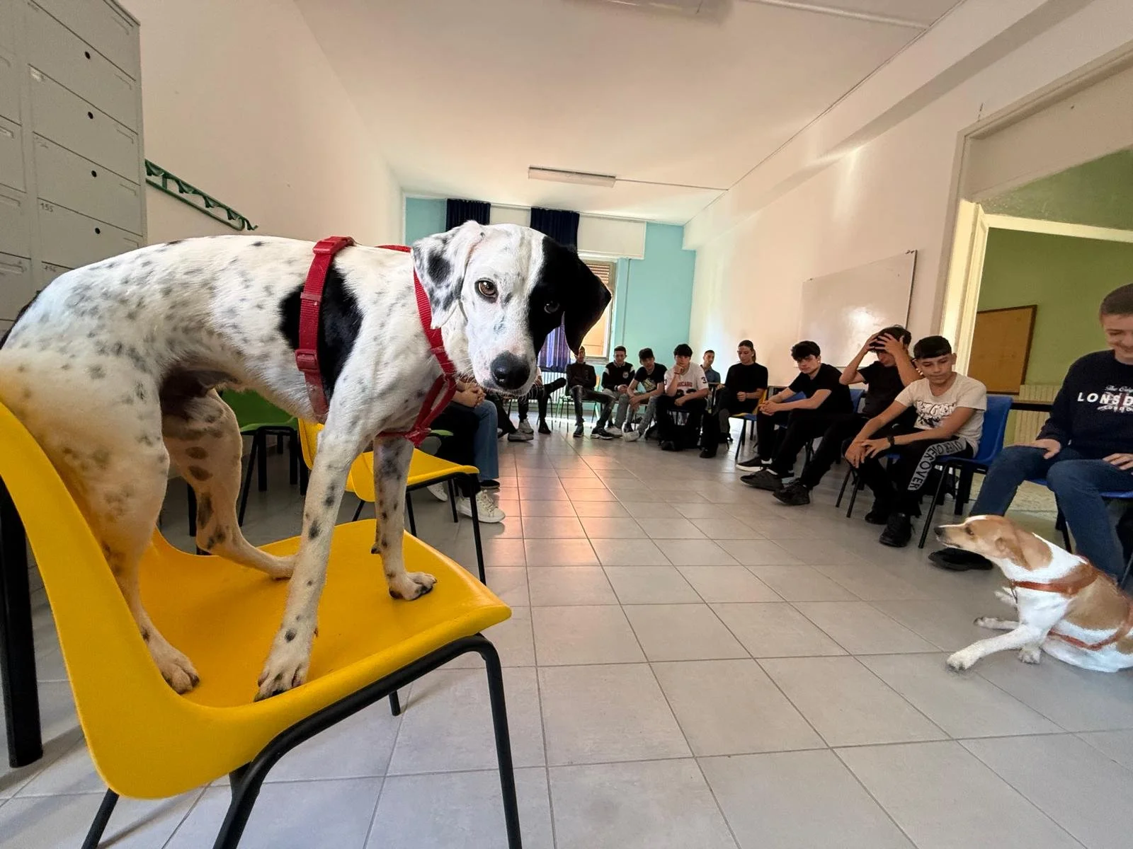 Cane in classe, educazione emozionale