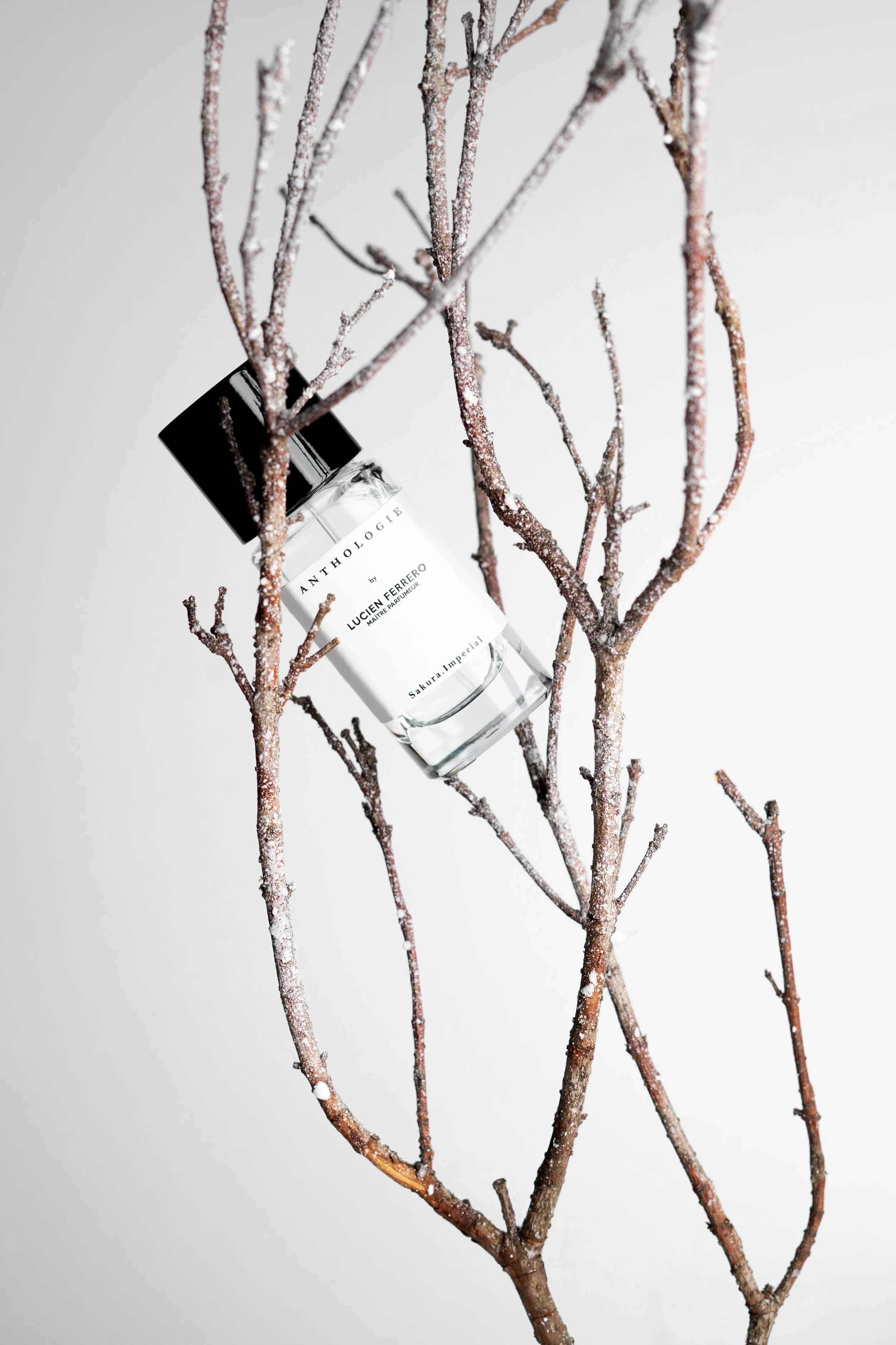 A perfume bottle labeled 'Anthologie' by Lucien Ferrero is nestled among frosted tree branches against a plain light background.