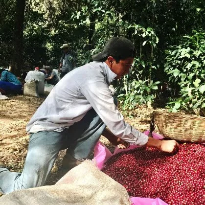 El Salvador Santa Ana Washed