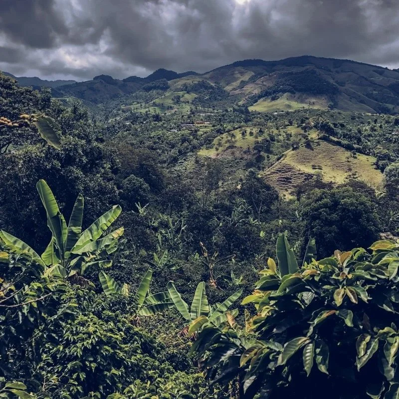 Columbia EA Decaf