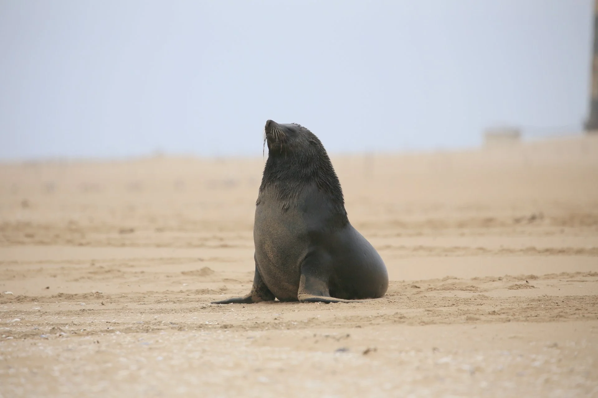 A Cape fur seal on Pelican Point, Namibia 