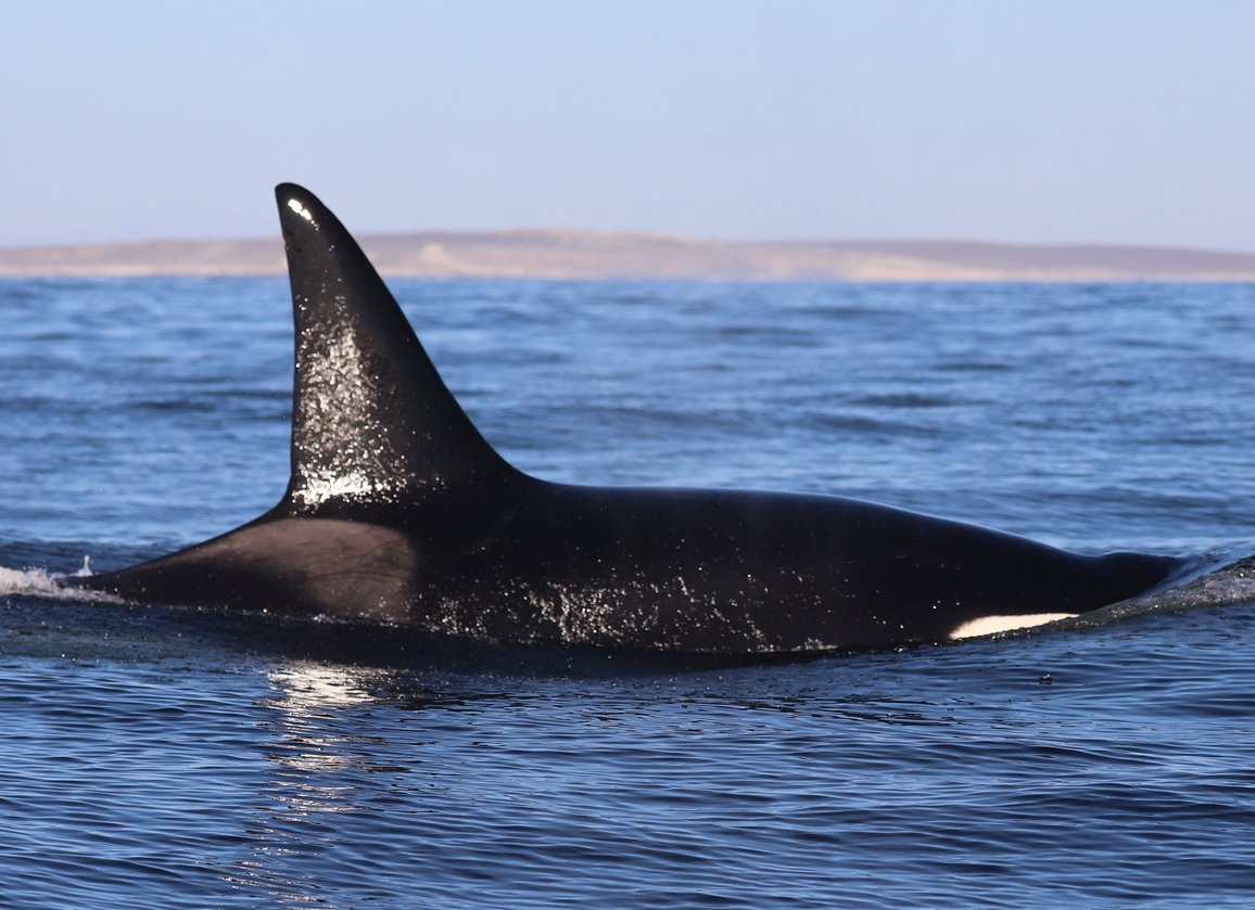 Killer Whales of Southern Africa