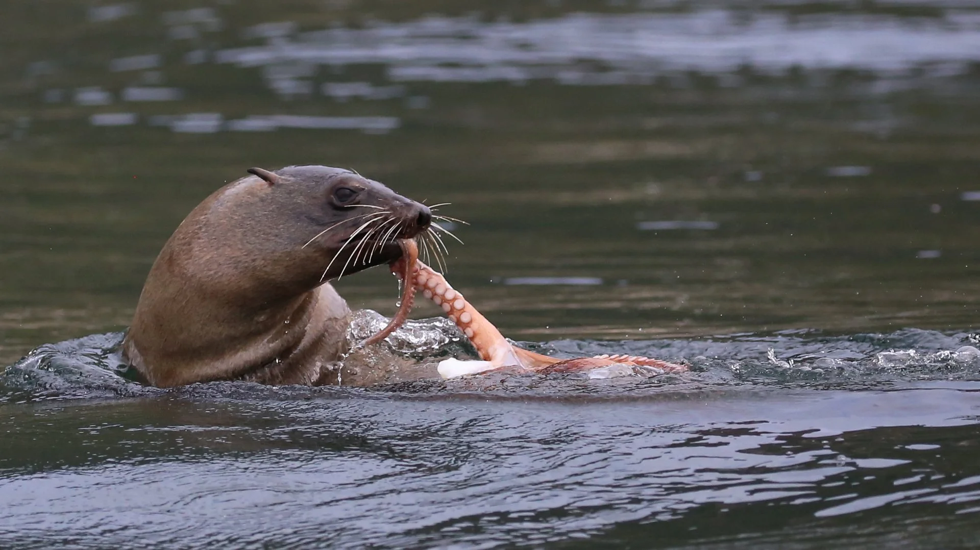 Cape Fur Seals