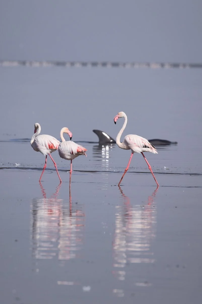 20180327_6D_-IMG_2527 WVB Lagoon (F Gelletich)-001.jpg