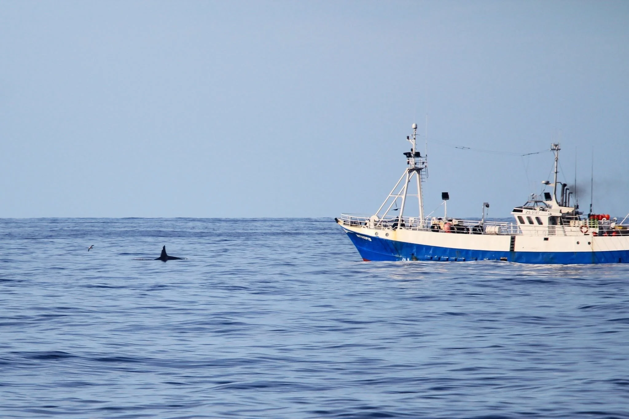 “COEXISTENCE” - Killer whales in the Bush