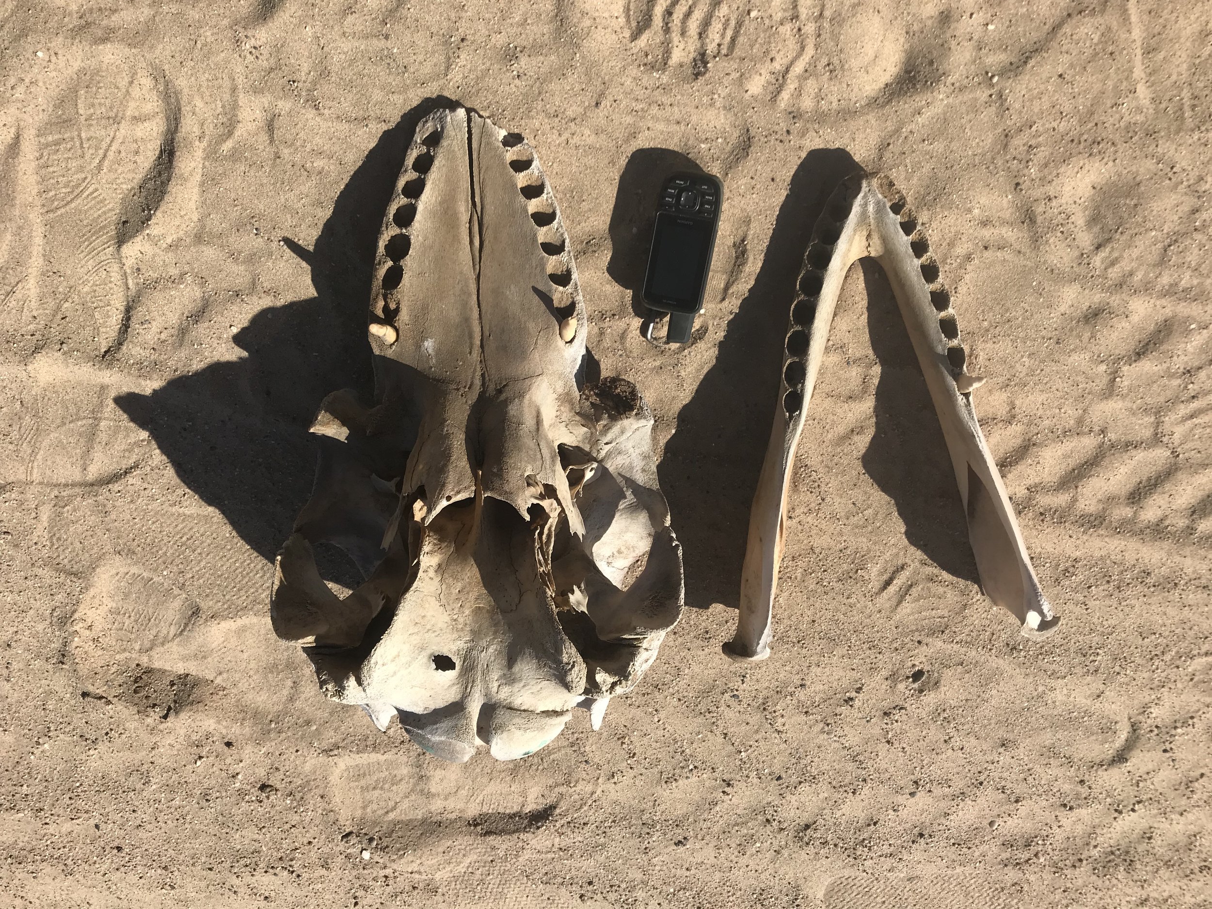 Skeleton Coast Strandings - J Paterson 2022 (5).JPG