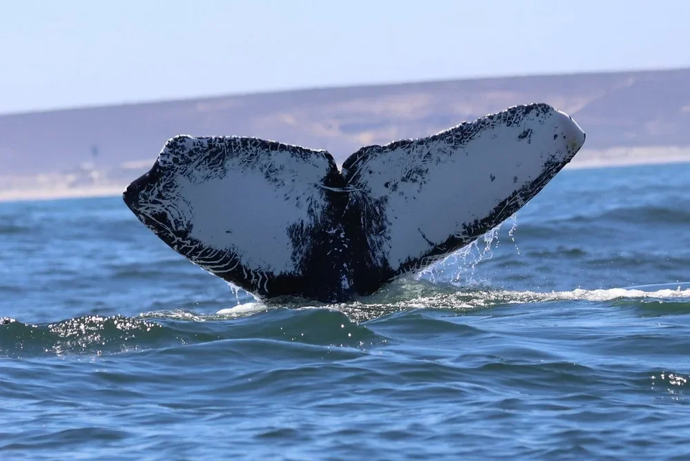 Distinctive fluke of a humpback whale diving - we add these photos into HappyWhale to identify animals and collaborate globally
