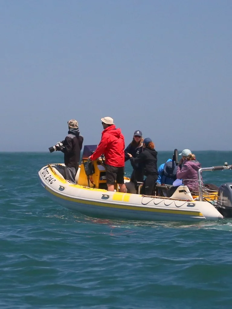 Sea Search team members at sea on our RIB collecting acoustic data from from a supergroup of humpback whales