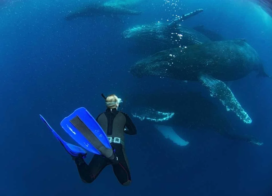 Scuba diver in wetsuit with fins swimming underwater near a massive whale, possibly a blue whale, in the ocean.